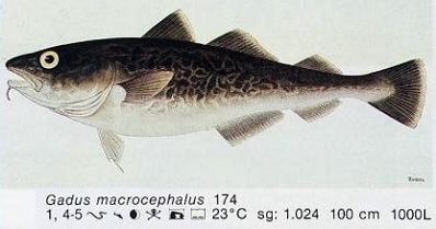 Gadus macrocephalus